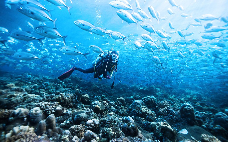 Scuba Diving in Las Galeras Samana Dominican Republic.